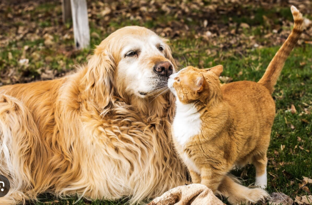 "A heartwarming moment of a fluffy Golden Retriever dog and a ginger cat bonding outdoors, symbolizing interspecies friendship and pet harmony."