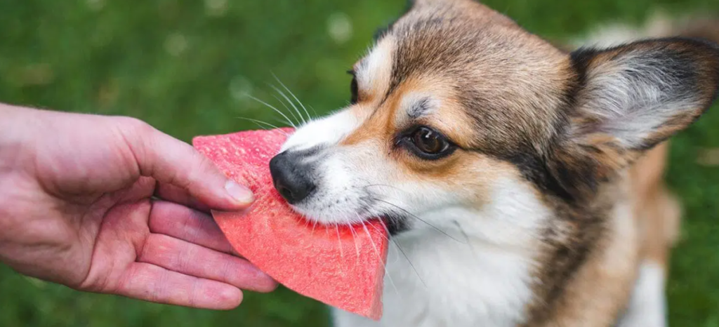 Best healthy fruits for dogs list PETQRDA$