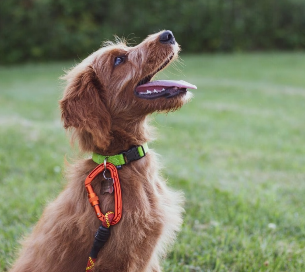 7 Ingredients that Make Natural Calming Collar fot Pets Safe and Effective