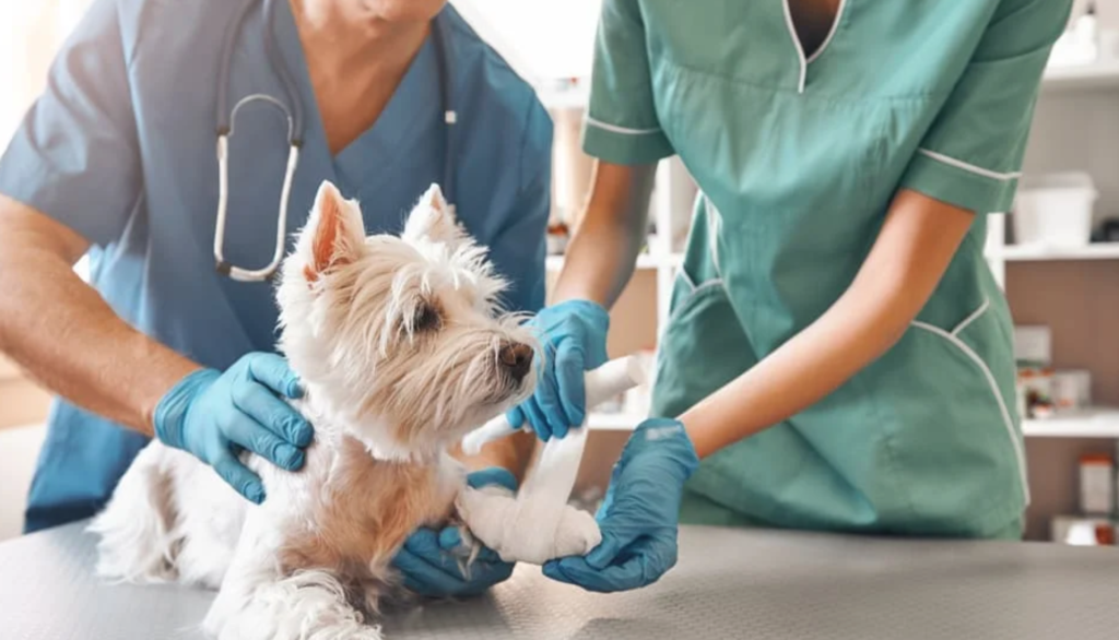 Pet Emergency