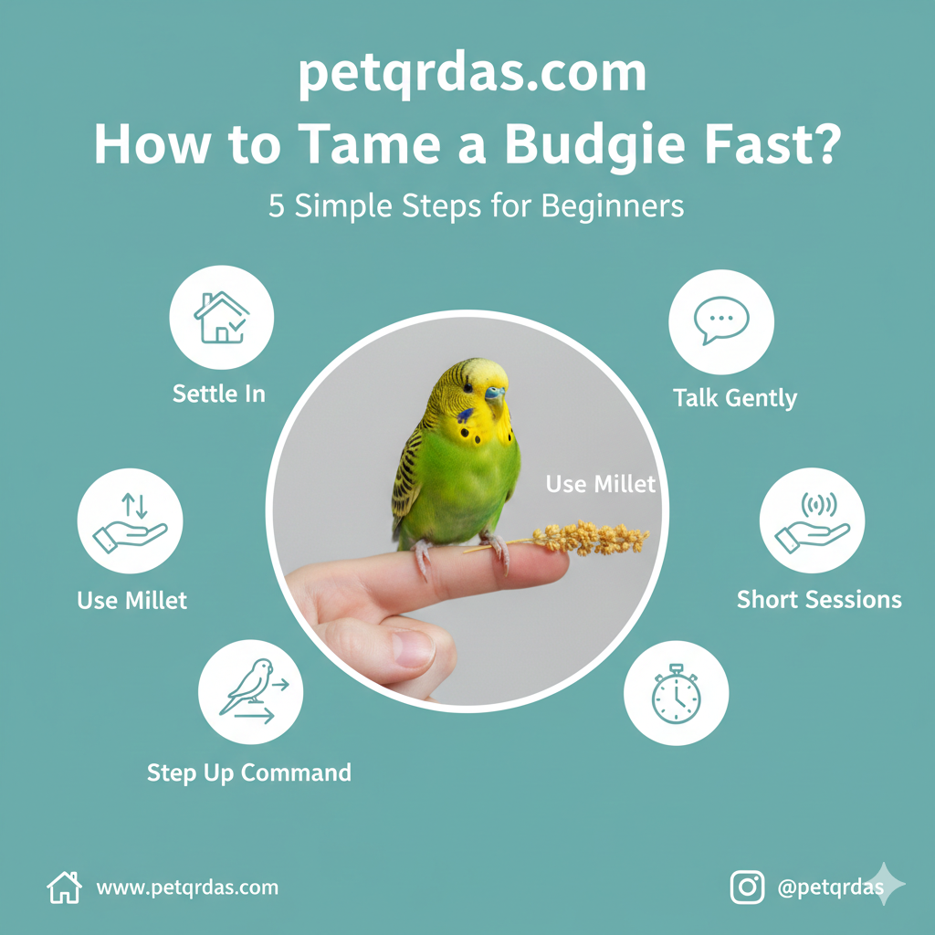 How to Tame a Budgie Fast: 5 Simple Steps for Beginners