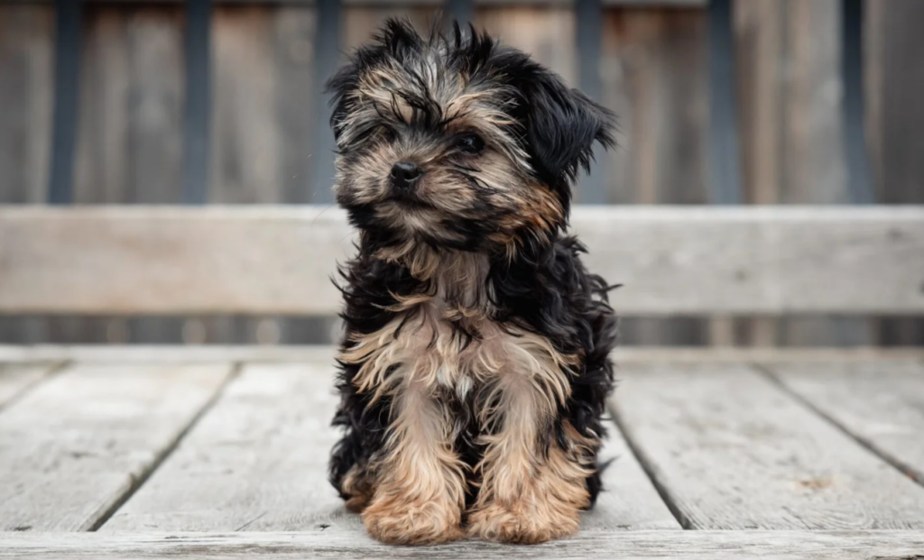 Morkie