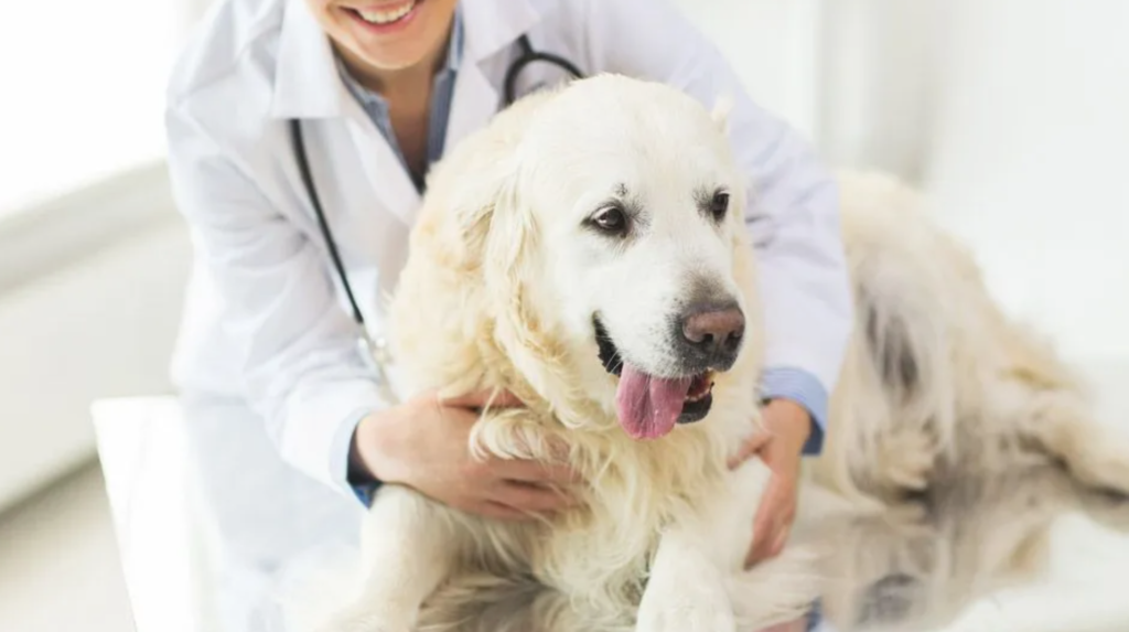 Veterinary