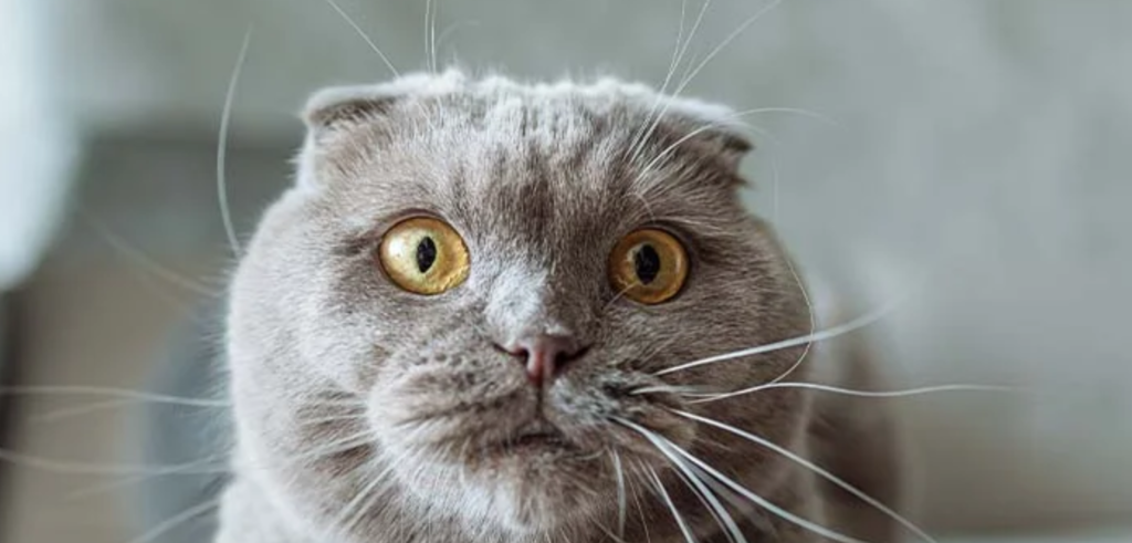Cat Breeders Scotland