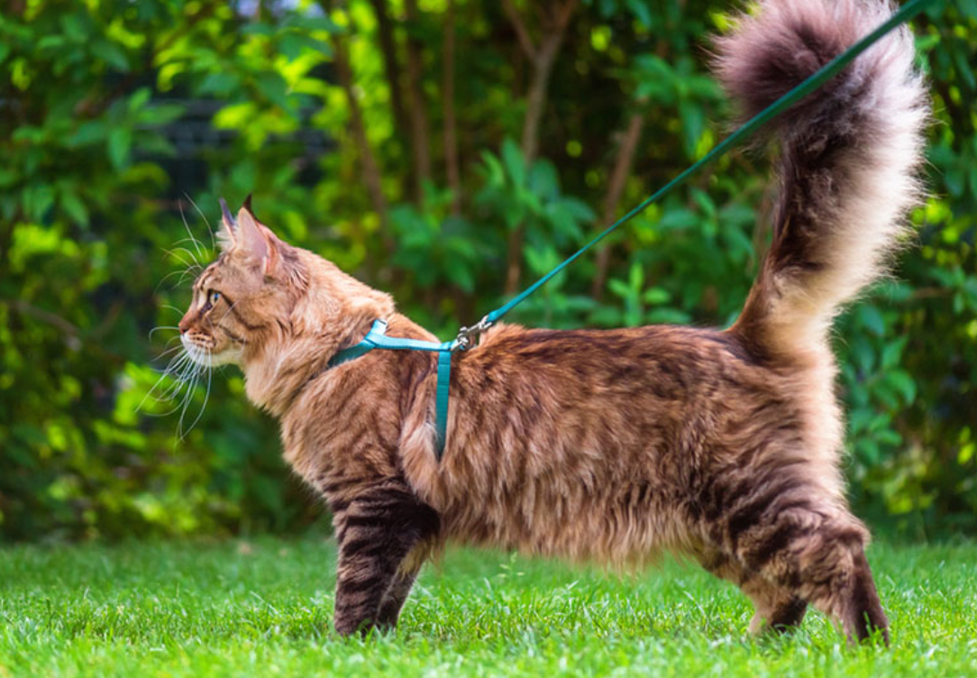 Understanding the Long-Term Impact of Cat Harnesses on Cat Mobility and Comfort