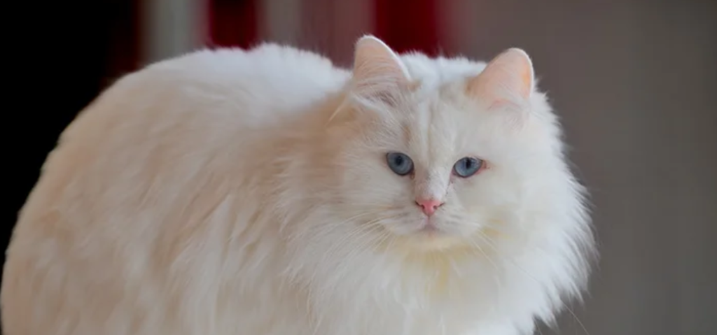 Angora Cats