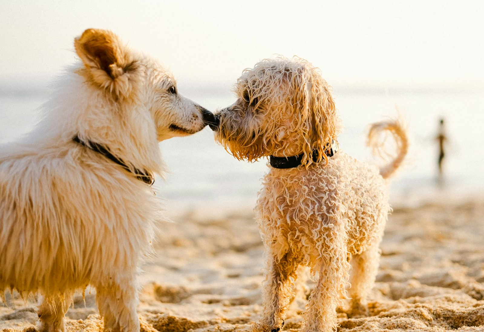 Traveling’s with Pets: Bahamas Permit Made Simple