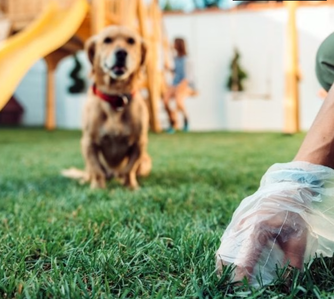 Why DIY Dog Poop Cleanup Doesn’t Work in Tucson’s Climate