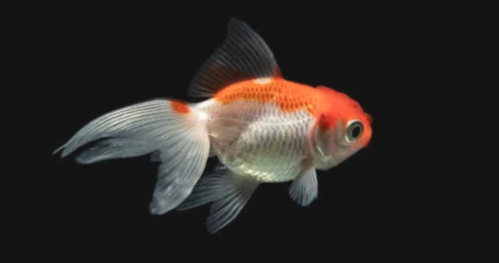 Goldfish Sleep full gaid at petqrdas.com