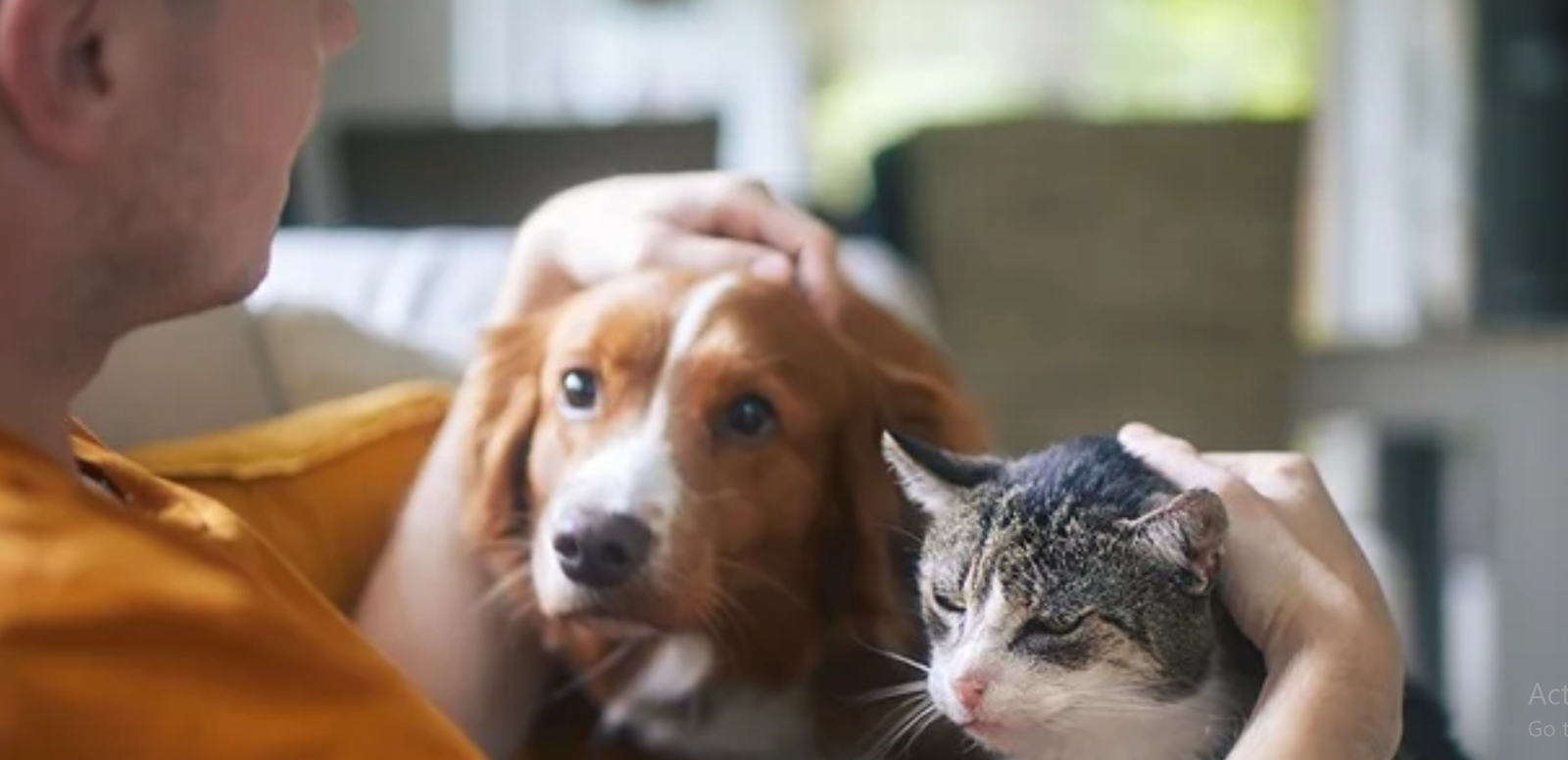 Gentle Hygiene Solutions for Pets: Trusted by Vets, Loved by Owners