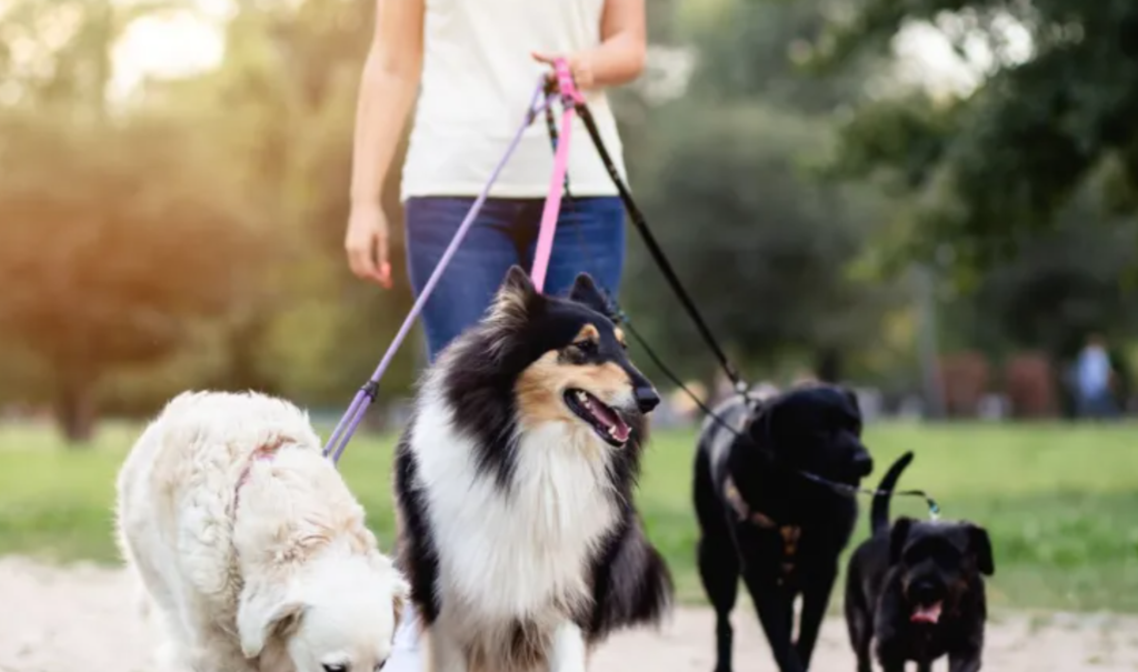 Pet