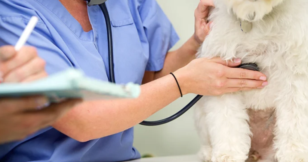 Veterinary