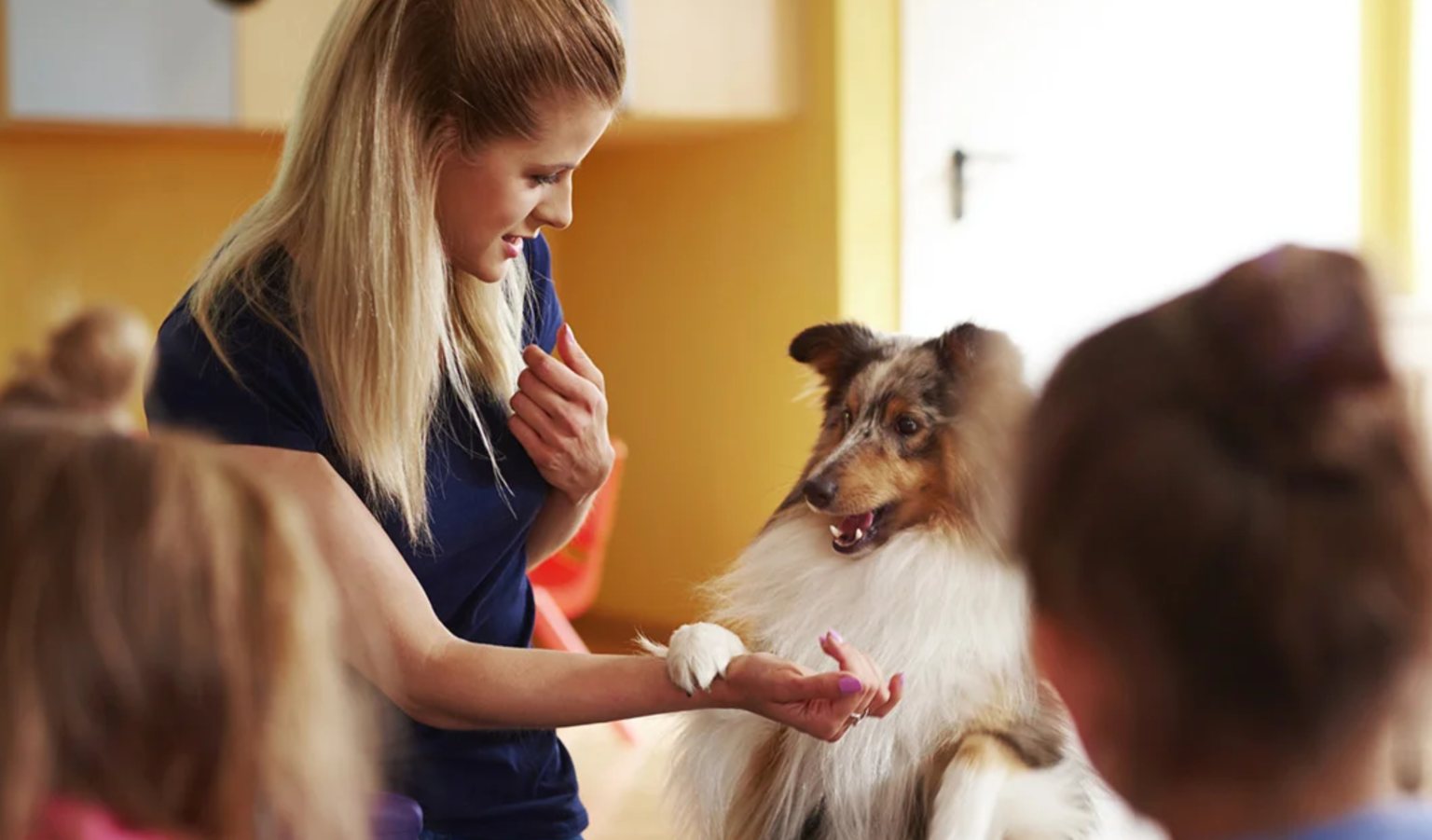 Why School Dog Insurance Matters School Dog