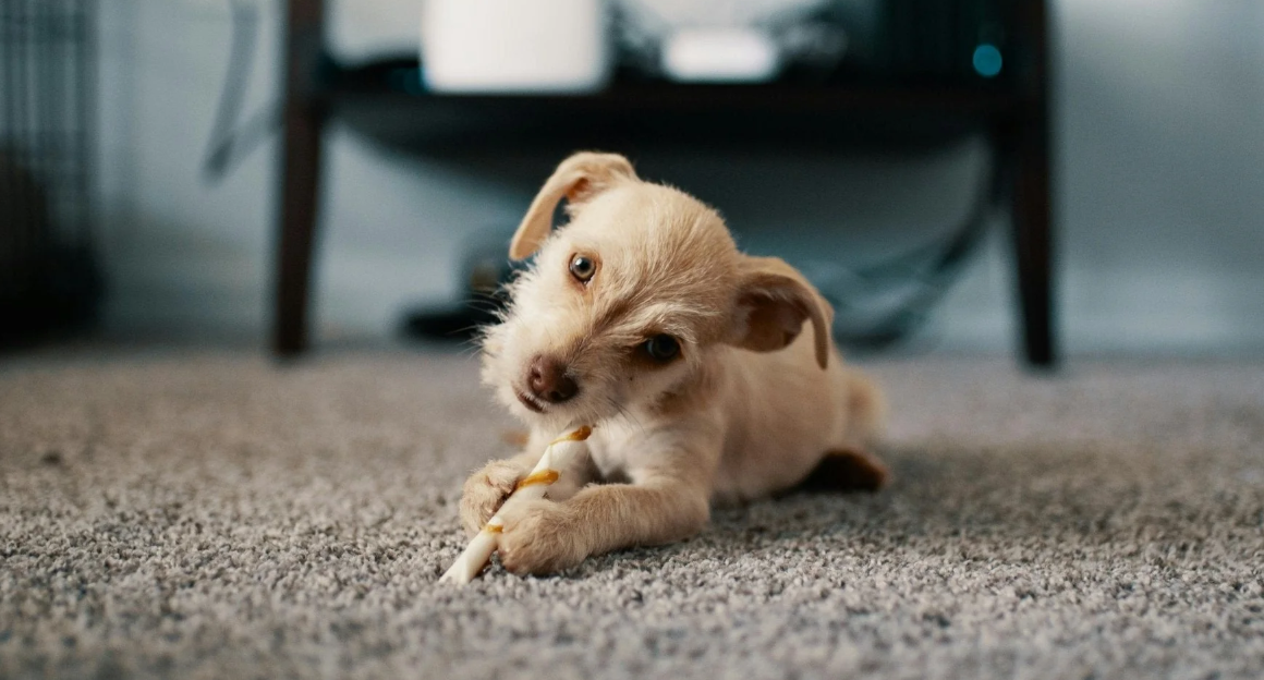How to Choose the Best Washable Rug for Pet Owners