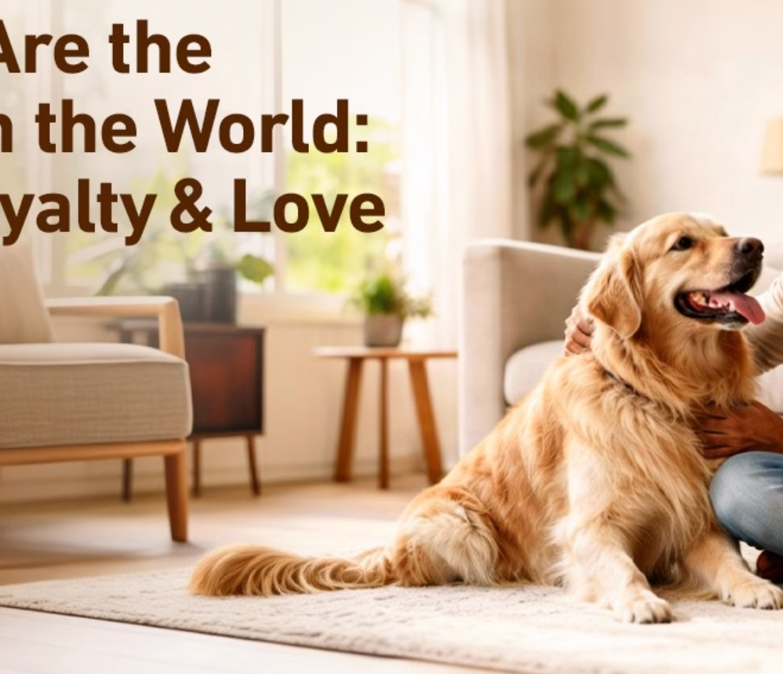 Why Dogs Are the Best Pets in the World: Science, Loyalty, and Love