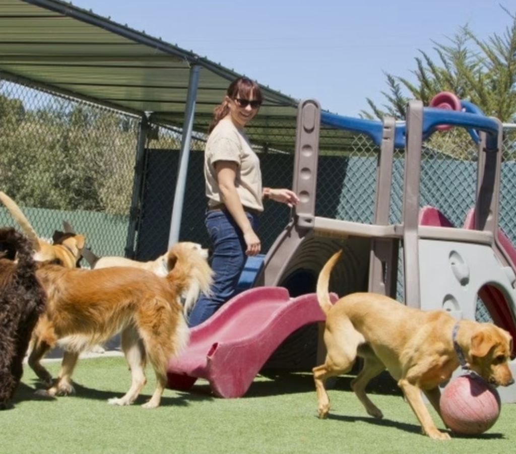 Dog Boarding Cost