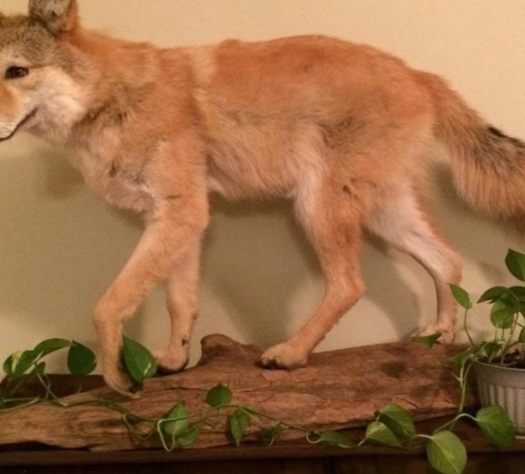 Pet Taxidermy